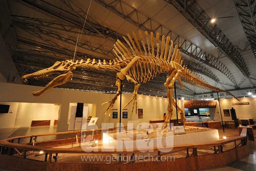 Why We Should have Dinosaur Skeleton Replica