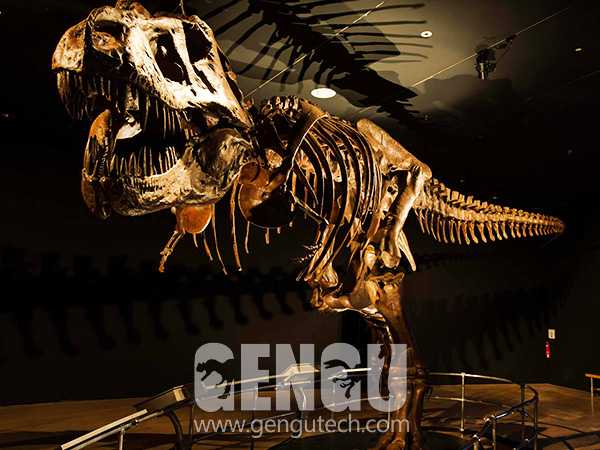 Dinosaur Skeleton And Fossil Replicas