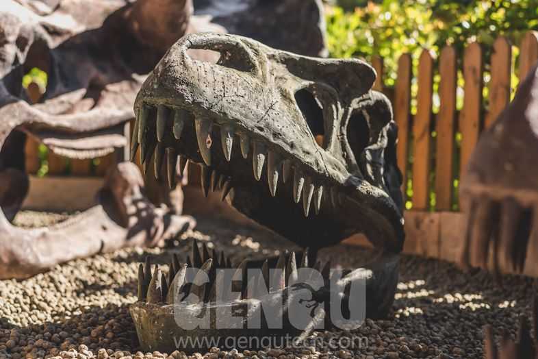 Dinosaur Skeleton And Fossil Replicas