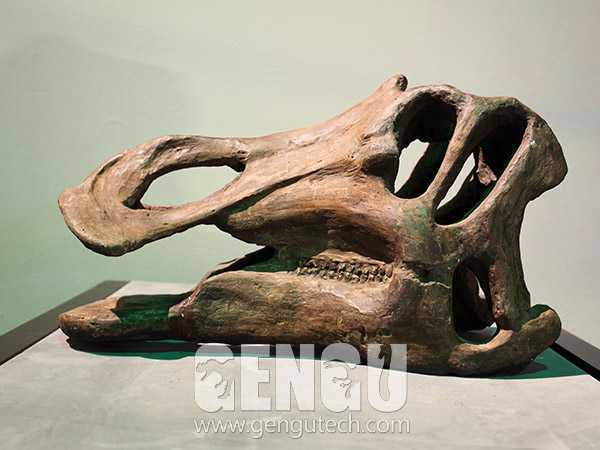 Hadrosaurs skull(FP-212)