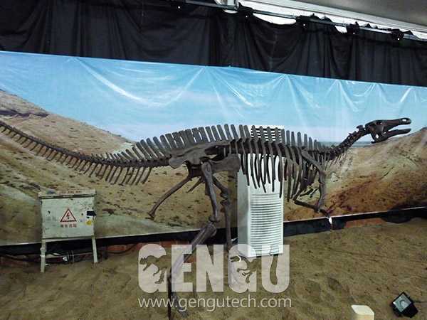 Hadrosaurs Fossil(FP-233)