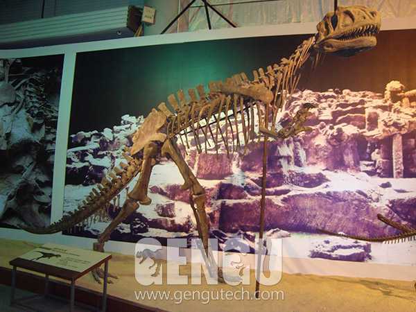 Yangchuanosaurus Fossil(FP-242)