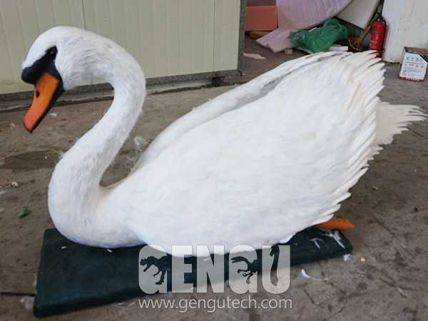 Swan(AA-563)