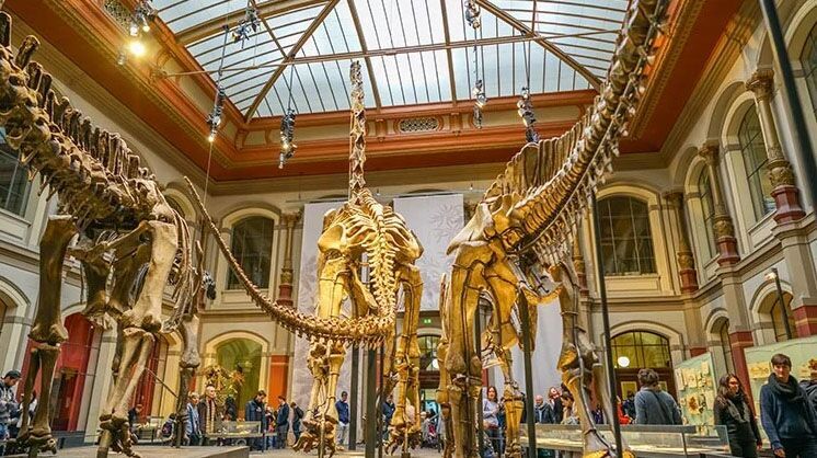 Dinosaur Skeletons in the Museum